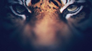 LR-HK_Bengals_2C_Tiger Eyes