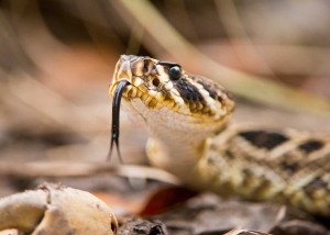 Eastern Diamondback Rattlesnake. (Photo by: National Geographic Channels/Mark Emery)