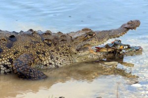Crocodile chomps down on blue crab. (Photo by: National Geographic Channels).
