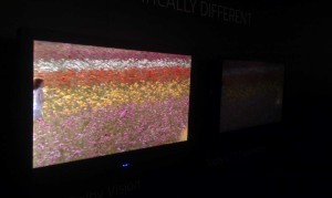 Dolby demoed its Dolby Vision technology at IBC.