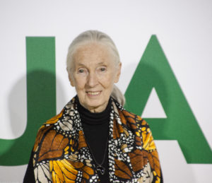 Jane Goodall. Jane Premiere