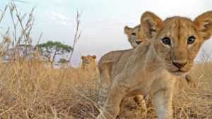 Serengeti_lion_cubs.1