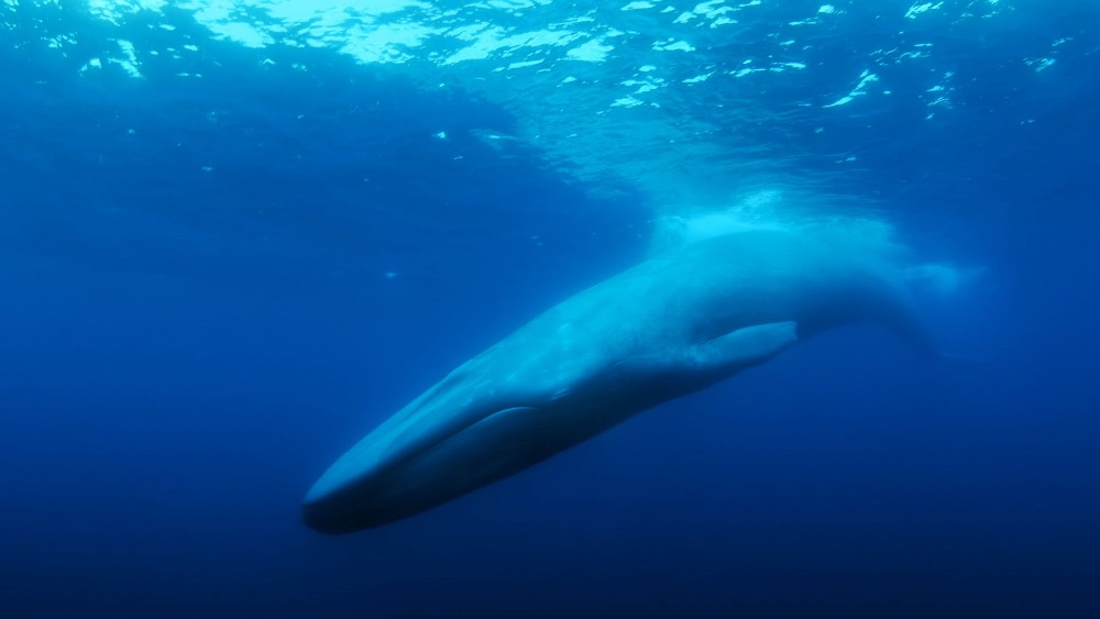Loneliest Whale